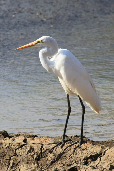 Great Egret